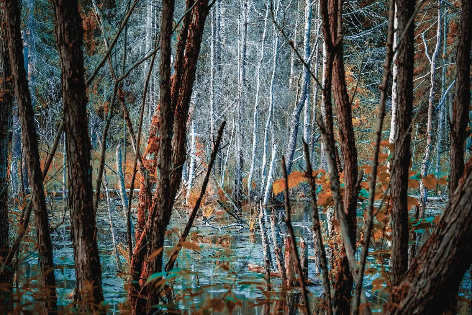 A Sentence of the Marsh