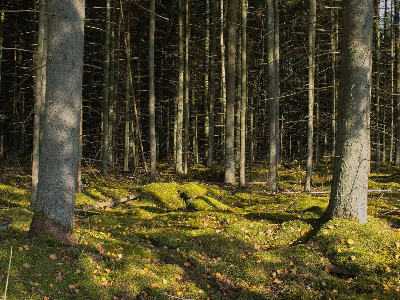 The Forest Speaks in Rhythm