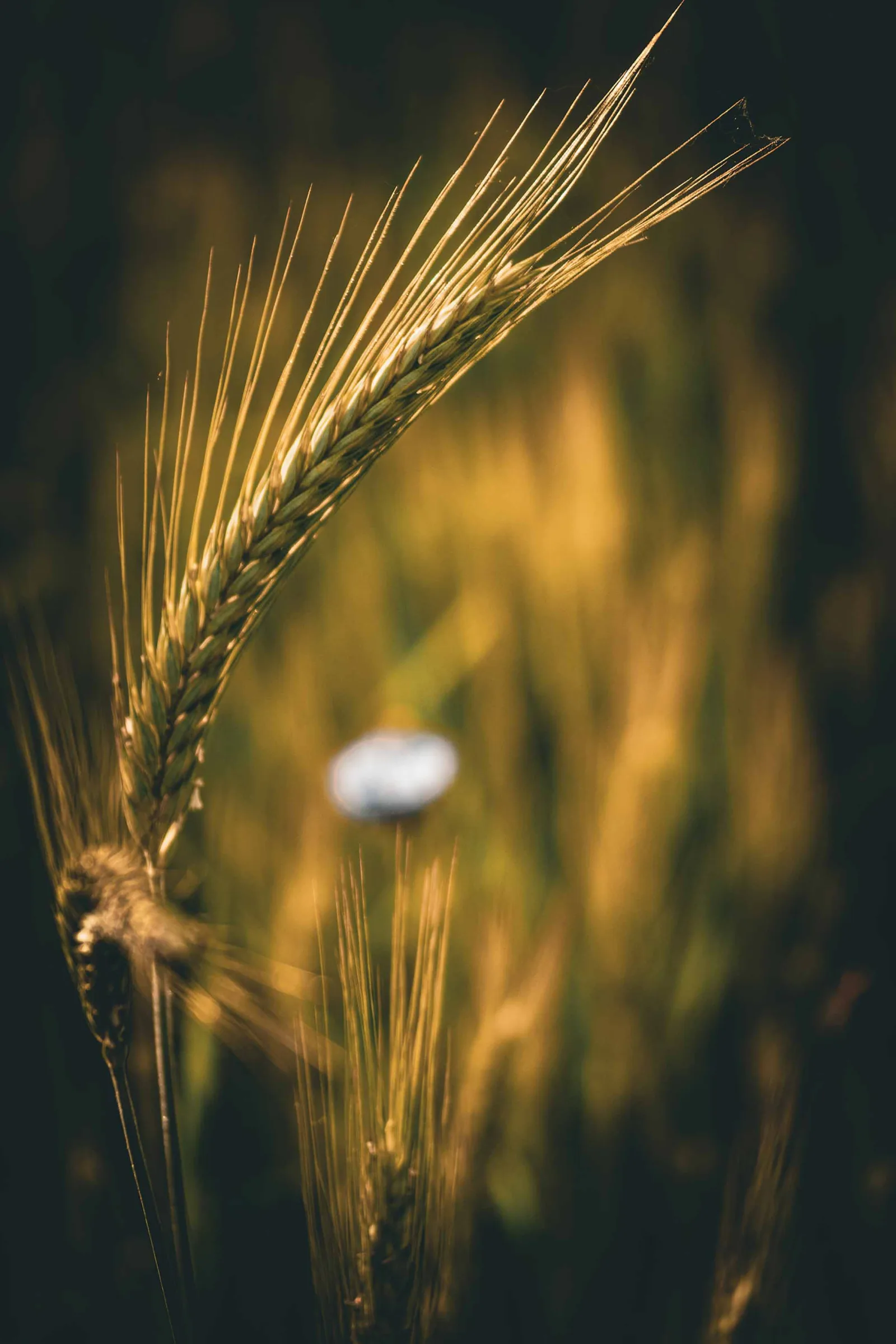 Evening Grain
