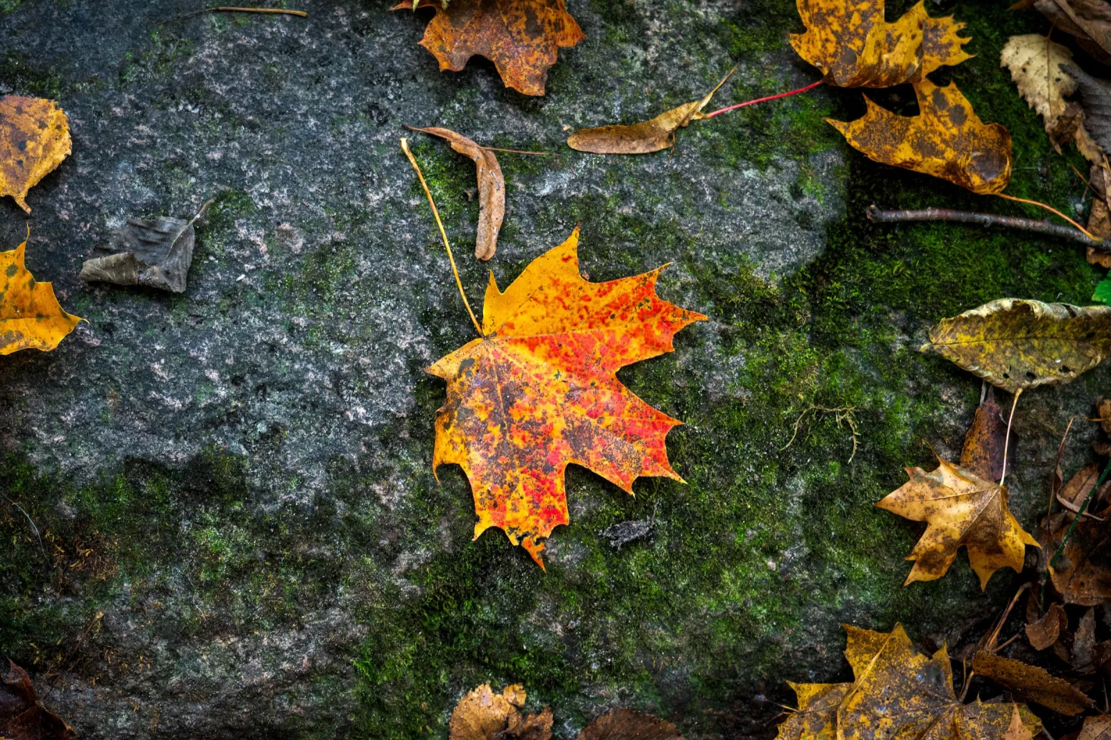 The Language of Trees