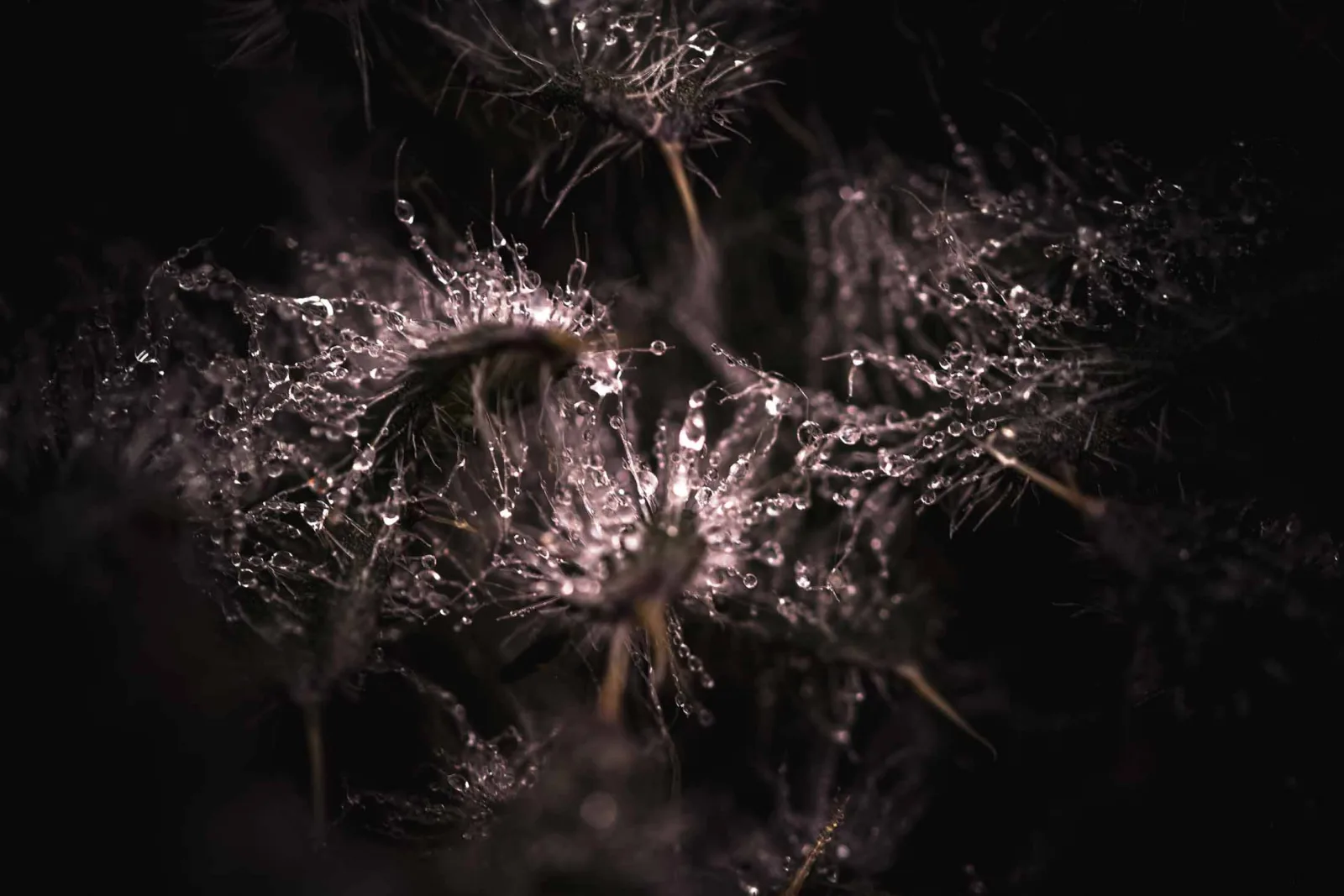 Architecture of Drops