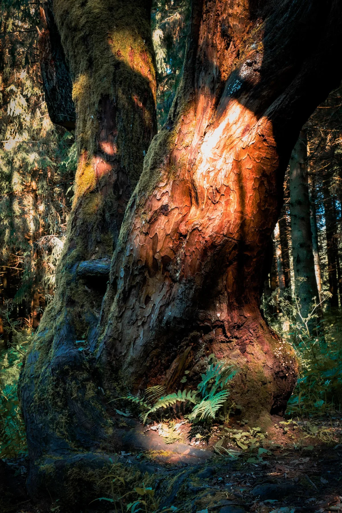 The Language of Trees
