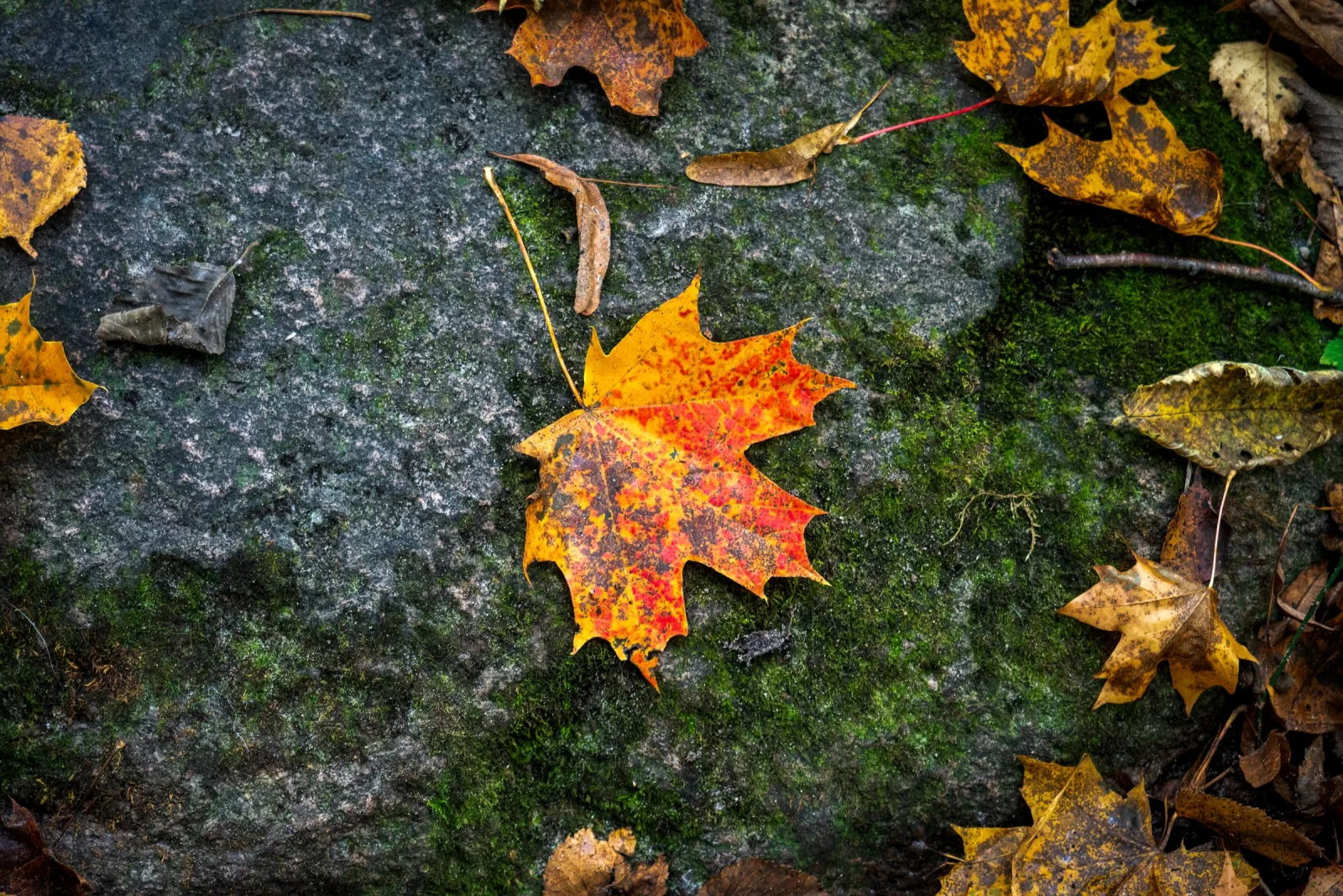 The Language of Trees